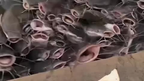 Catfish Feeding Frenzy