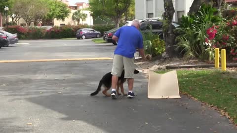 Teach your dog The BED command! ( Using Positive Dog Training )