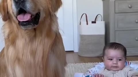 Babies and Dogs