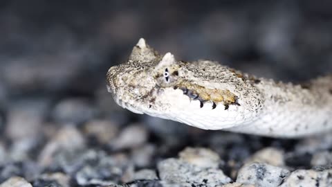 Crotalus cerastes