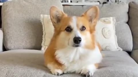 tofu the corgi