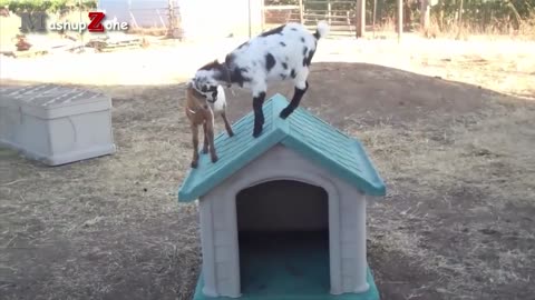 So cute funny baby goat