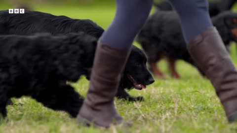 Nervous Adolescent Dog Adjusts To New Home Wonderful World of Puppies BBC Earth