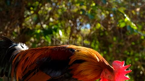 Rooster or Cock Crowing in the Morning stock Video 2022