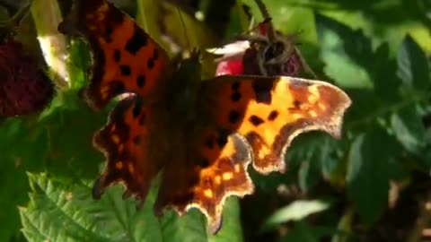 Painted Lady Butterfly feeds on a Raspberry in the Flemish Tasty Forest - 2016/10/08 15:35:12