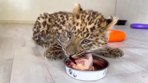 Leopard eats meat