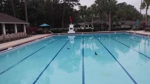 Ducks Still Swimming In The Pool