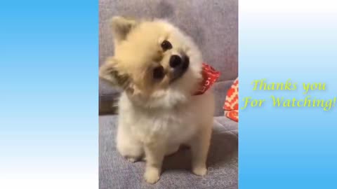 Cute Pets And Funny Animals Compilation Pets in Garden