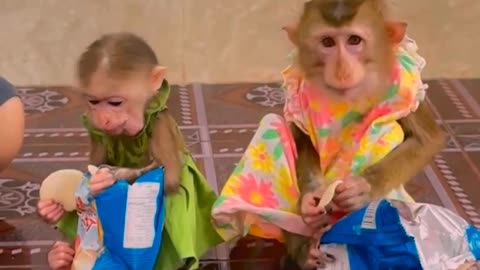 They are Clever and Lovely #monkeys #pets #animals #funny #Adorable Monkeys #AdorableMonkeys #42