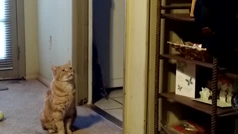 Owner Repeatedly Pranks Cat Who Keeps Coming Back For Food