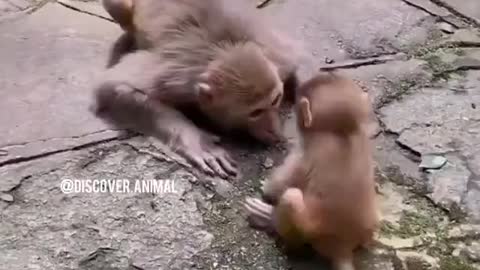 The way this mother monkey connects with her baby is exactly how a loving human mother would.orth