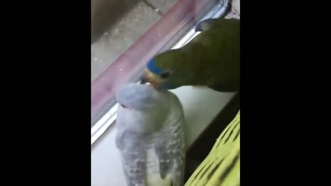 Funny Parrots Videos / cute moment of the BIRDS