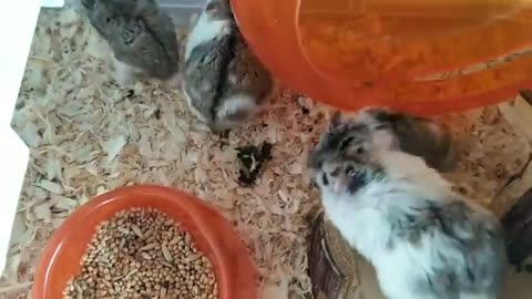 hamster trio