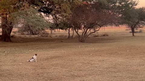 Rigby the Dog Jumping in a Helicopter