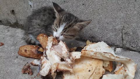 Little kitty wants to eat chicken