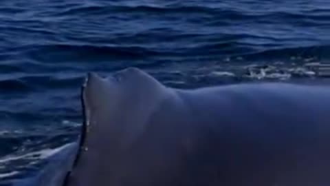 Powerful exhale from a Humpback whale! ASMR