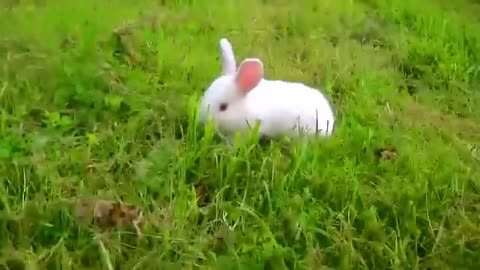 FUNNY RABBIT !! CUTE RABBIT !!!!