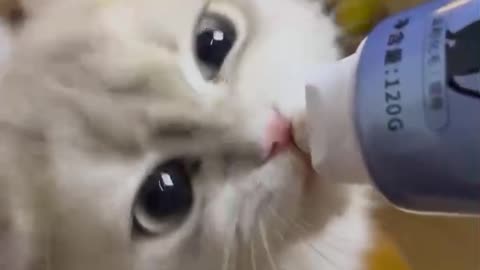 Come and see the cat eating