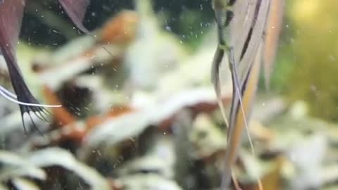 angel fish video relaxing