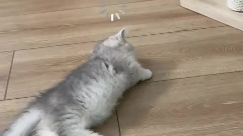 Baby cat playing and sleeping 😴🥱 at 1 time 😃😄😃😀#cat video #funny pets #funny animal #short # viral f