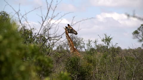 Giraffe looking up from the bush while chewing in hluhluwe imfolozi park South Africa