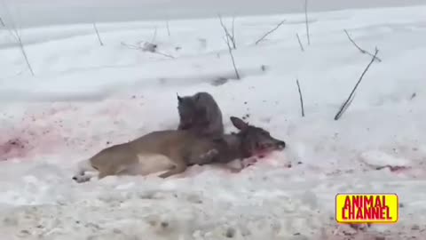 Bobcat_Hunts_a_Female_Mule_deer_in_Siberia_#Shorts