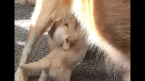 AWW CUTE BABY ANIMALS Videos Compilation Funniest and cutest moments of animals - OMG So Cute #27