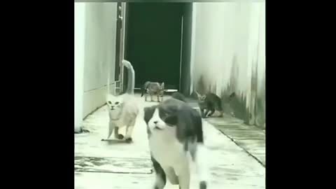 Rumble/Best cat escape funny video ,best viral video 2022