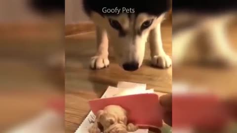 dog and cats with funny cake cutting reaction