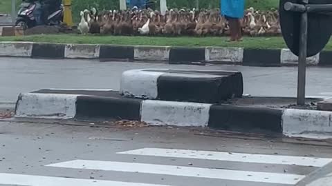 Flock of Ducks Follow Shepherd Across Street