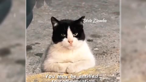 This sassy feline has got some words of wisdom 😹