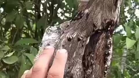 Hit rumble when you see Camouflage of this Potoo and its chick