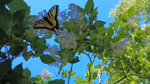 Swallowtail Butterfly