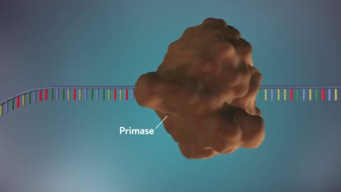 DNA replication - 3D