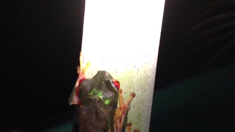 #RedEyeTreeFrog