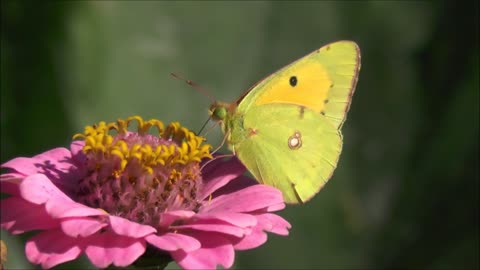 Wonderful butterfly What a beautiful butterfly