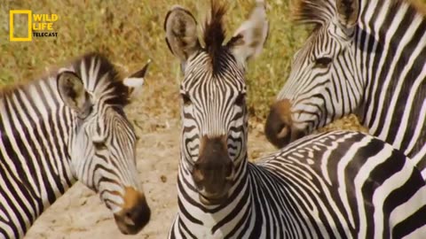 predators Attack.wildlife documentry in Hindi.