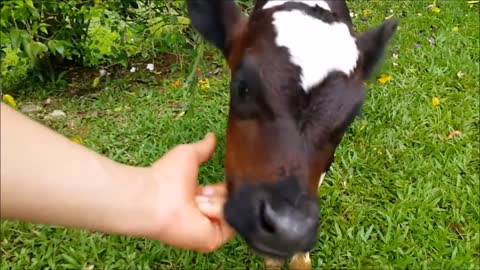 Cute cows, funny cows