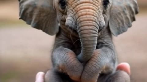 Elephant baby