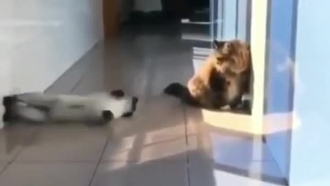 When two cats don't like each other ...!