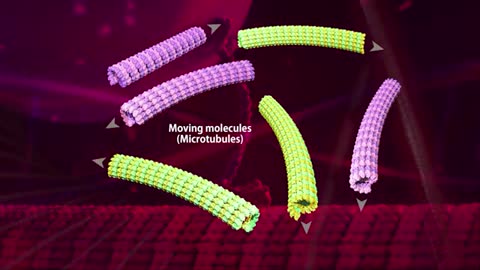 Luminous bacteria activated by uv light