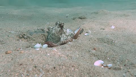 Baby Octopus Clings To Camera