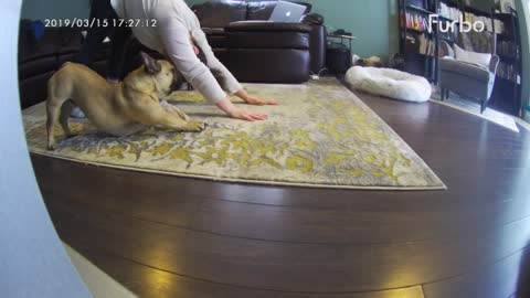 French Bulldog perfectly mimics owner's yoga moves #bulldog