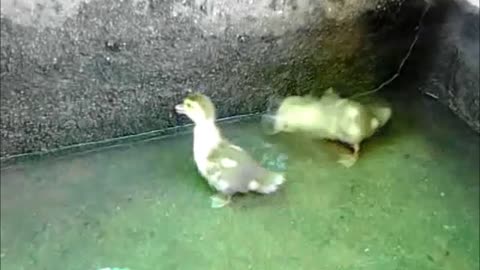 Little ducks having fun in water