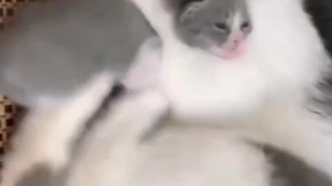 Funny mother and daughter video 🐈