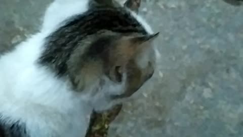 Adorable stray kitty cat