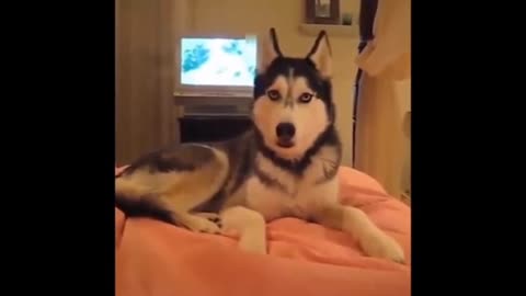 funnest dog life 🤣 don't try to hold back laughter 😂 funny dog