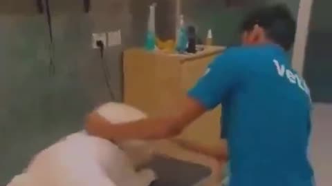 MUSLIM veterinarians beat the shit out of innocent dog. Where are these basterds.