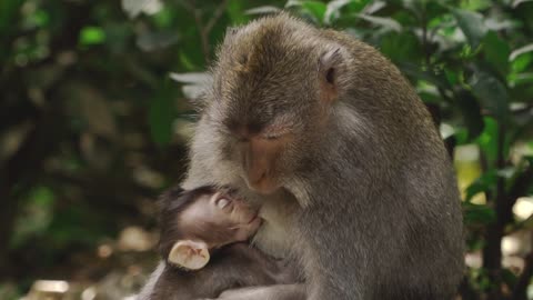 A Monkey Feeding Her Baby