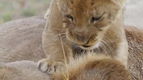 #cute #lion #cub wakes mom #shorts